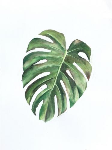 HOJA DE MONSTERA