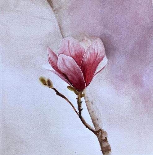 MAGNOLIA