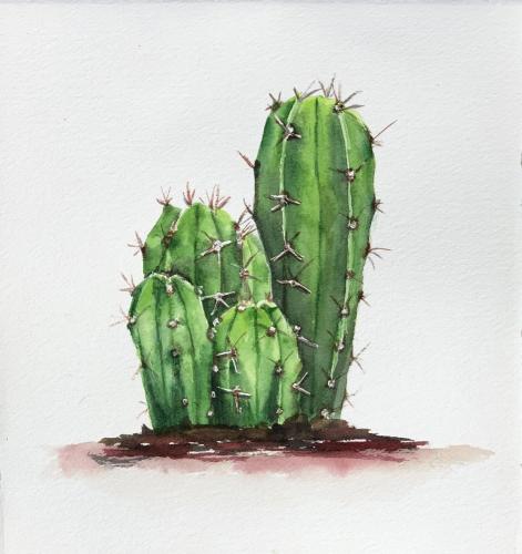 TRES CACTUS